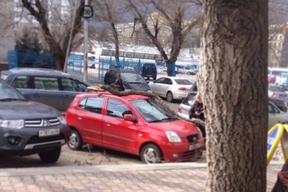 На юго-западе краевой столицы  ветер повалил несколько молодых деревьев. Фото: https://vk.com/26stav.