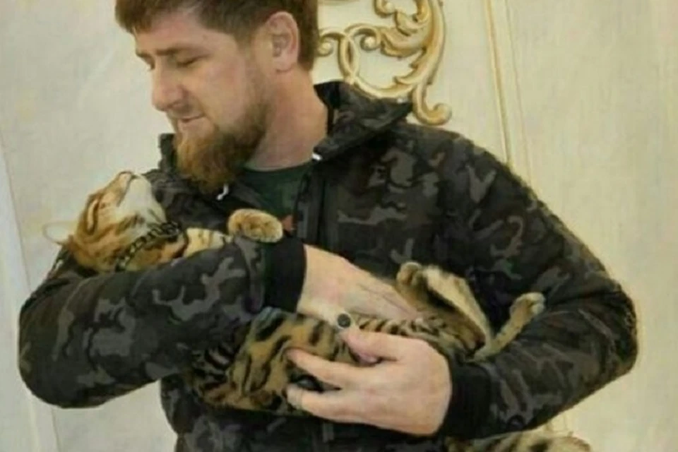 У Рамзана Кадырова пропал любимый кот. Фото: Instagram