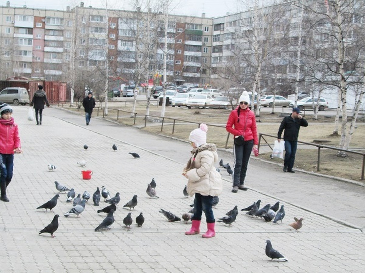 В нашем доме на карнизе храбрый