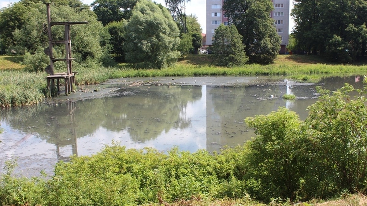 ялтинский парк в калининграде