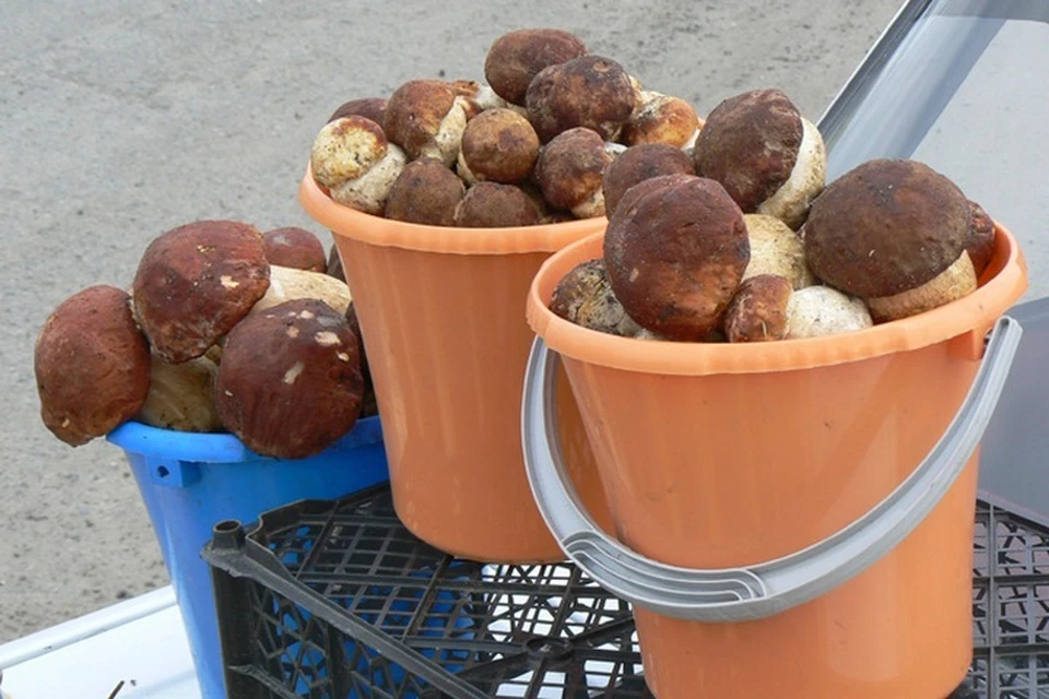 На различных форумах и в социальных сетях тюменцы отмечают, что грибов нынче не так уж и много, тем не менее они есть.