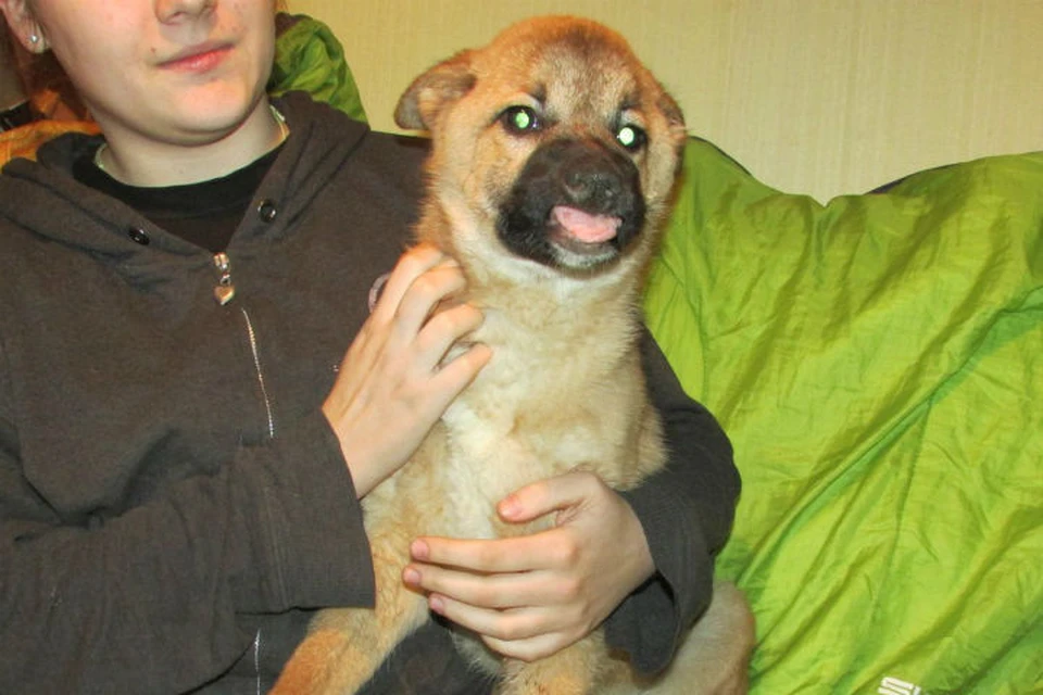 Бездомному щенку, которому под Красноярском живодер выжег глаза кислотой, нужна помощь. Фото: Белый клык.