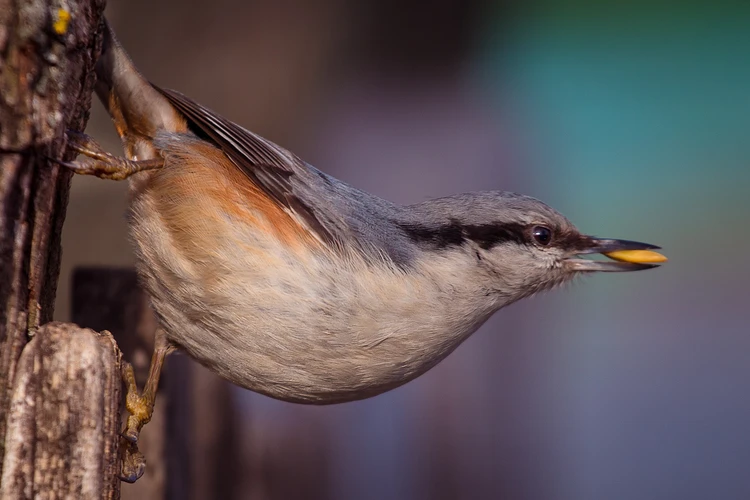 В США решили переименовать десятки видов птиц в борьбе за политкорректность