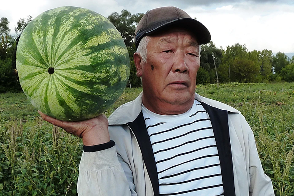 Олег собирает последний урожай арбузов