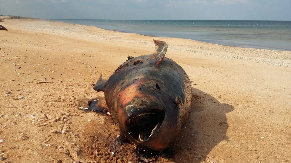На Арабатской стрелке нашли 66 мертвых дельфинов.