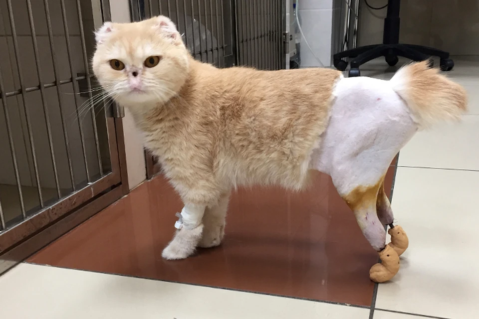 Новосибирские ветеринары поставили на ноги неходячую кошку. Фото предоставлено ветеринарной клиникой «Бэст».