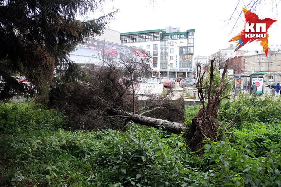 В центре Нижнего Новгорода рухнула голубая ель.