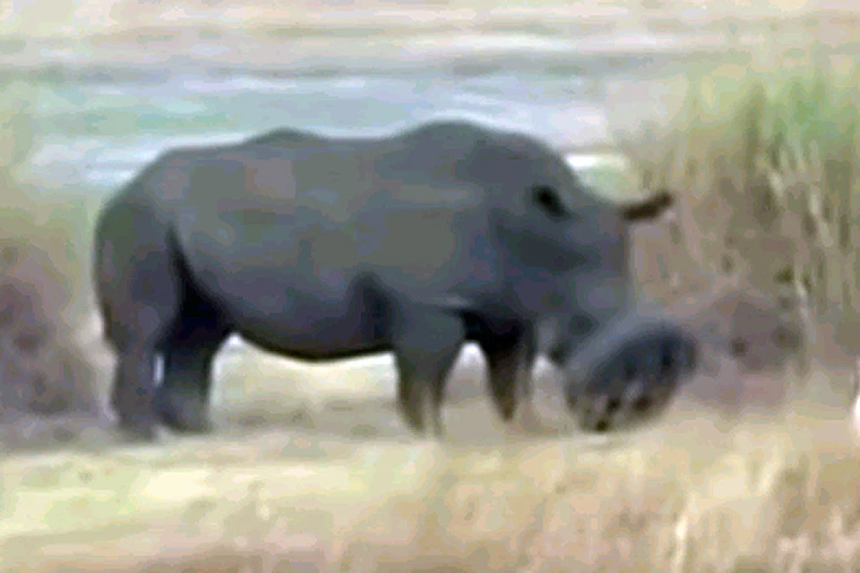 Носорог попал мордой в автомобильную покрышку и не смог освободиться без посторонней помощи.