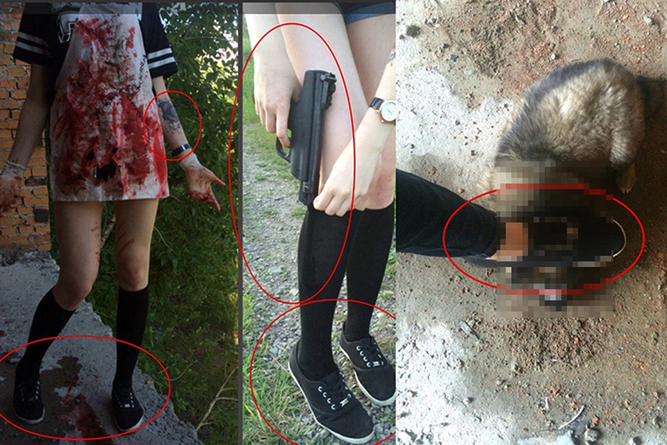 В Хабаровске разыскивают живодерок, убивавших животных на камеру