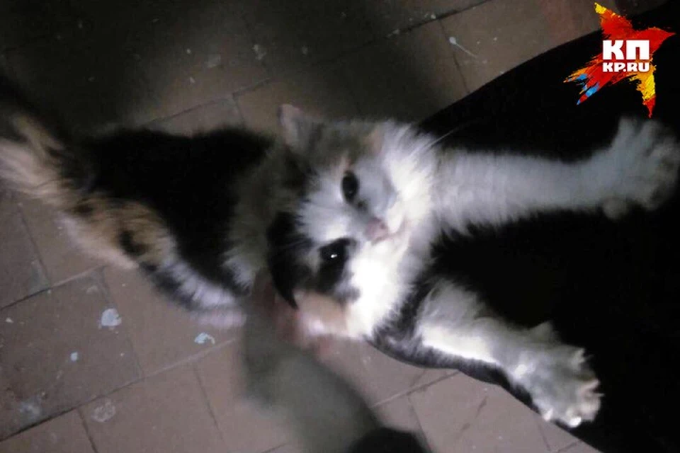 Кошку ищут в районе улицы Ворошилова, 36. Фото: соцсети, vk.com