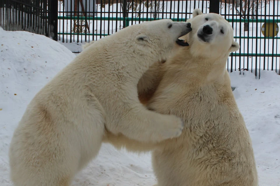 У белых медведей в красноярском «Роевом ручье» раньше времени начался брачный период. Фото: vk.com/roevruchey
