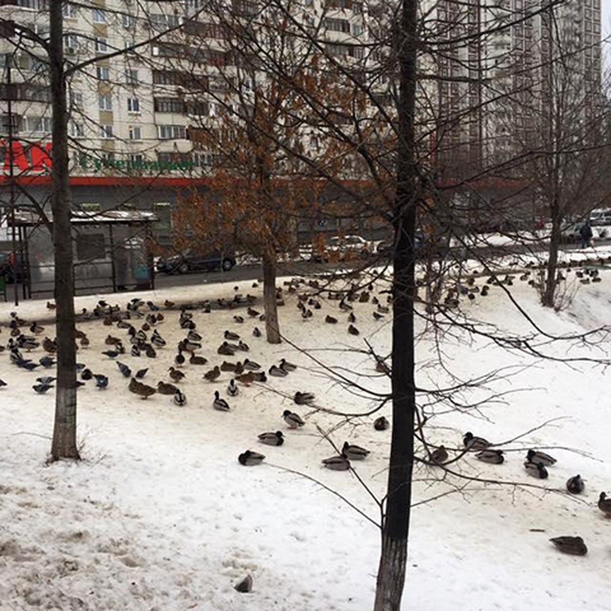 В Москве стая уток сбежала с замерзшего пруда и поселилась на остановке -  KP.RU