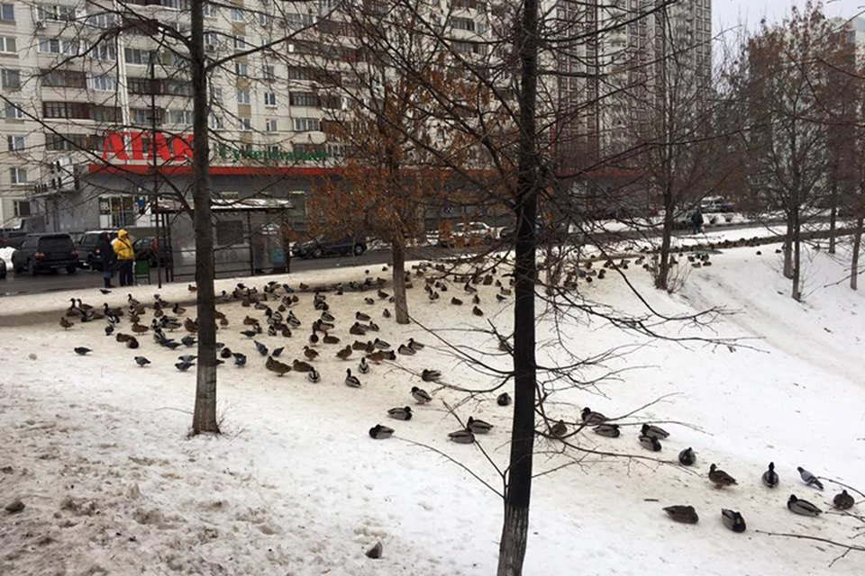 Кряквы здесь - такие же коренные жители, и шумные тусовки устраивают каждую зиму. Фото: Наталья ГРАНИНА