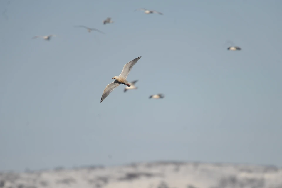 В районе Сочи много птиц, но их количество нормально для этого времени года