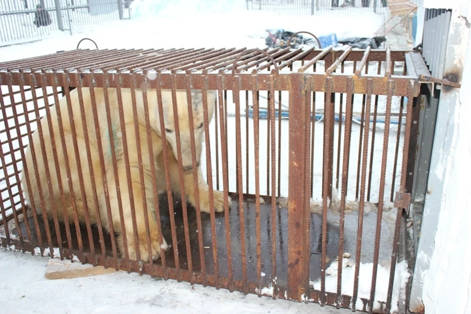 Новый год Белый встретит в собственном домике.