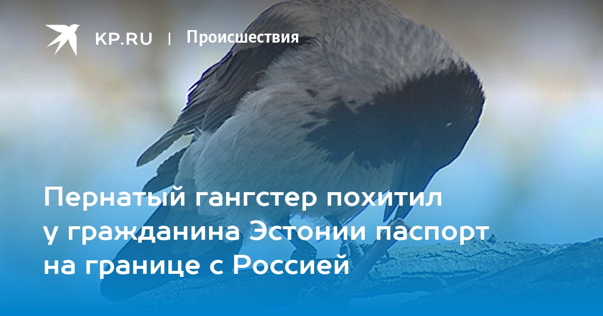Пернатый гангстер похитил у гражданина Эстонии паспорт на границе с ...