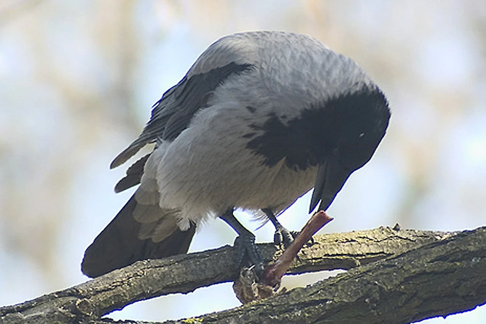 Пернатый гангстер похитил у гражданина Эстонии паспорт на границе с ...