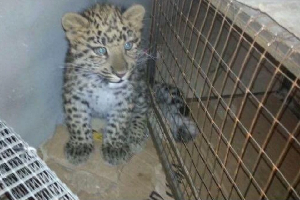 Возраст леопарденка — почти четыре месяца. Фото: https://youla.io
