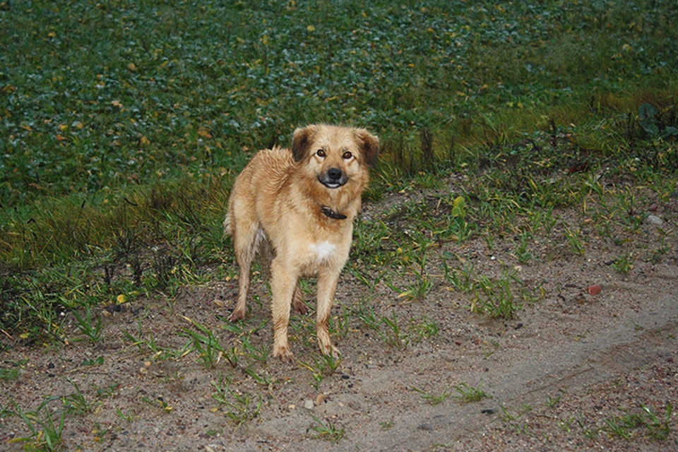 Рыжий пёс четыре года живет у дороги в Докшицком районе, после того как его выбросили из машины. Фото: Вячеслав ЧЕРВИНСКИЙ.