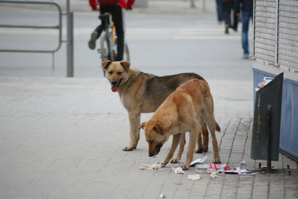 Зоозащитники бьют тревогу: в Иркутске через интернет продают мясо собак.