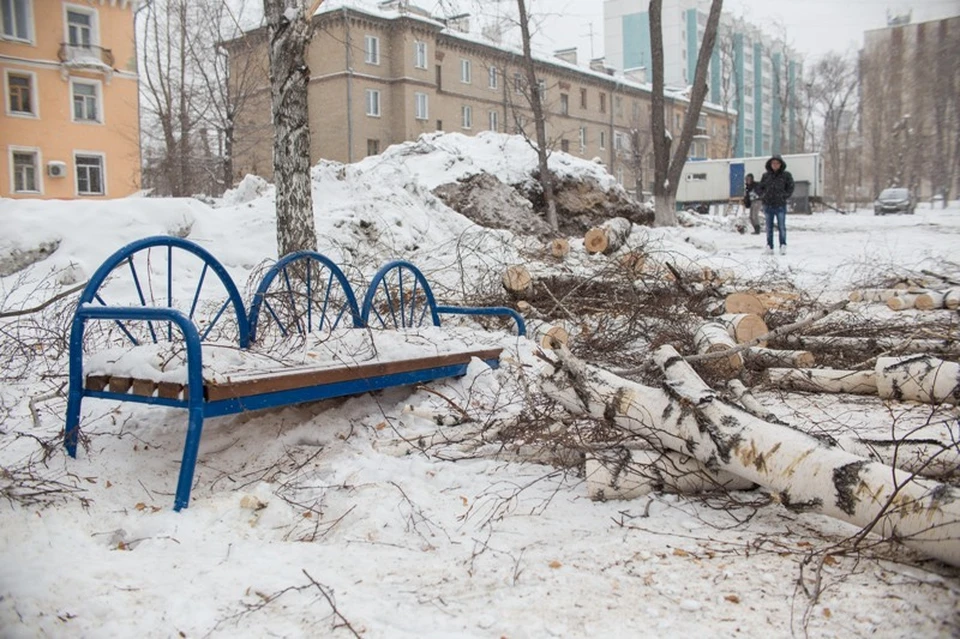 Рубят не сухостой, а совершенно крепкие деревья.