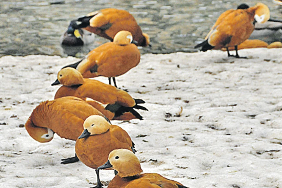 Перелетные птицы перестали улетать из Москвы в теплые края