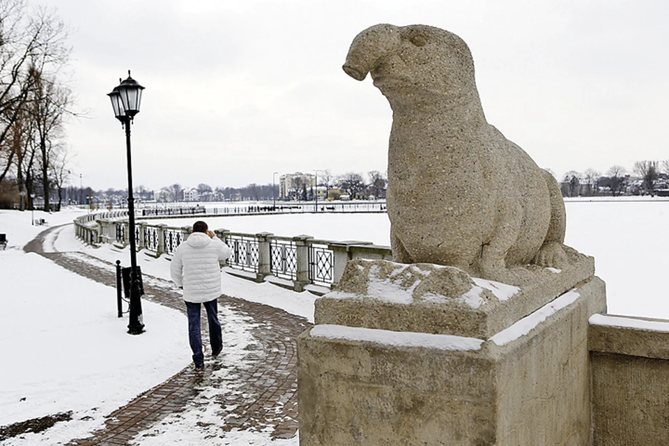 Калининградцы уверены: их памятник морскому слону - родственник чудо-зверю из Голландии.