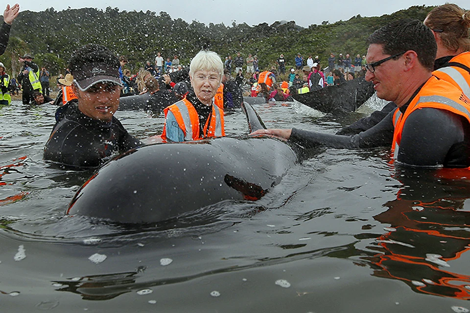 «ЧП» на прошлой неделе стало третьим по количеству жертв за двести лет наблюдений за китами и дельфинами в Новой Зеландии