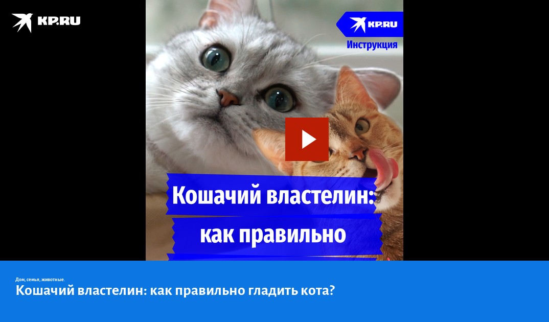 Кошачий властелин: как правильно гладить кота? - KP.RU