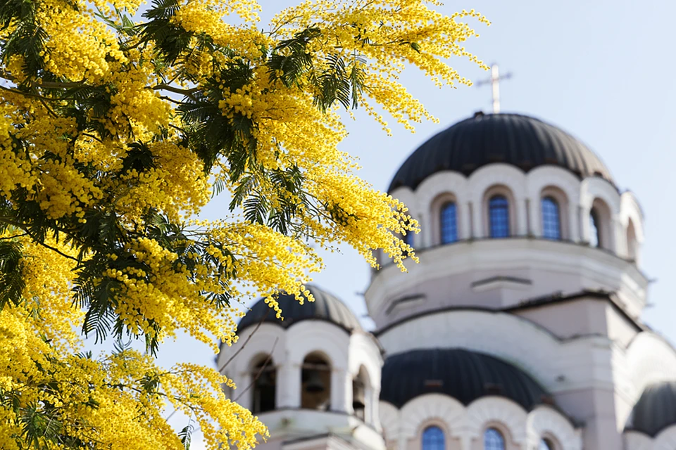 Цветущая мимоза у храма Нерукотворного образа Христа Спасителя в Сочи. Фото: Дмитрий Феоктистов/ТАСС