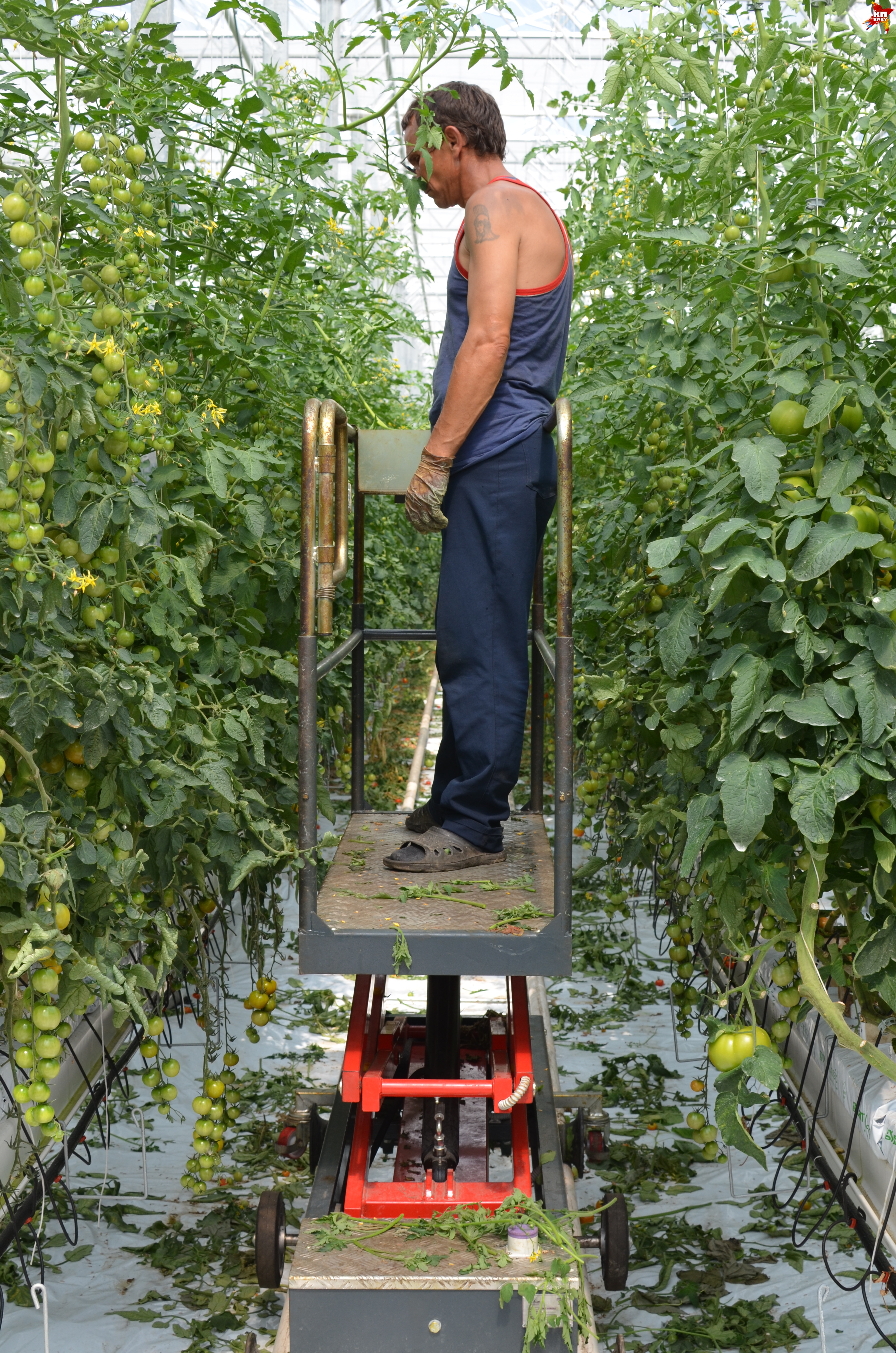 Помидоры в теплицах собирают вручную