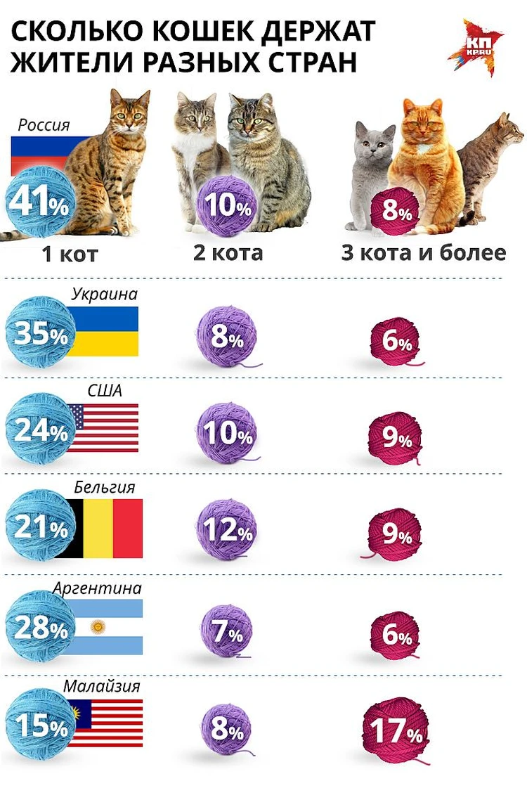 Россияне любят котов сильнее всех в мире - KP.RU