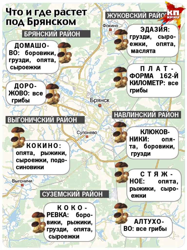 За боровиками грибники советуют ехать в сторону Сельцо.