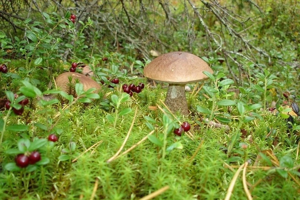 Какие грибы растут на камне