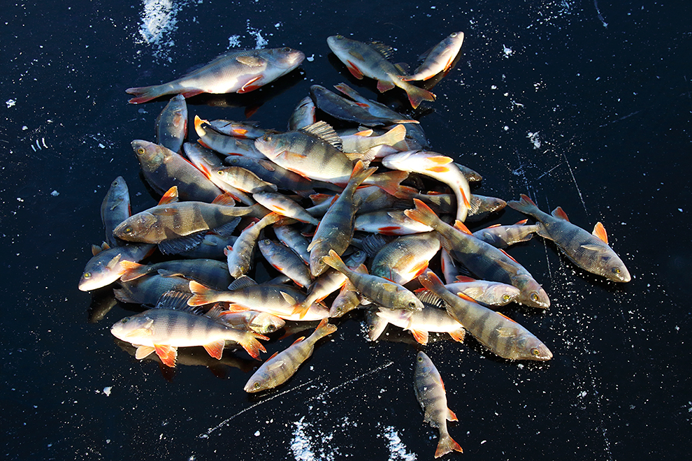 Суточные нормы вылова рыбы уже установлены действующим законом о рыболовстве для всех регионов России