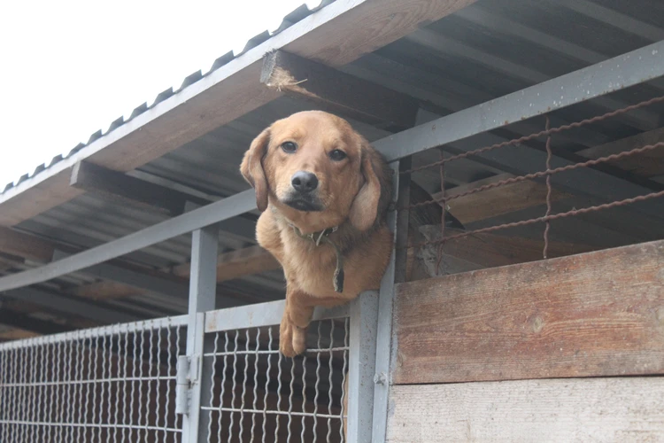Приют «4 ЛАПКИ» в Донецке: Постараемся сделать так, чтобы собаки были не в  обиде на людей - KP.RU