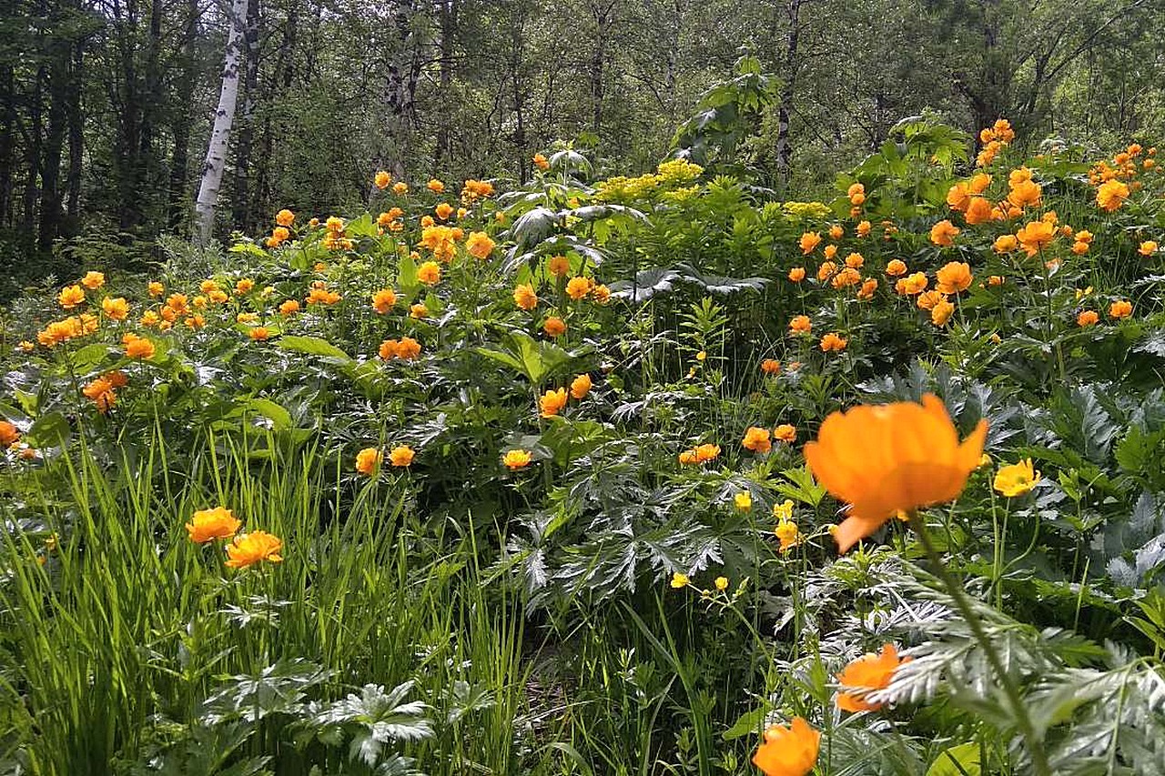 Поле жарков
