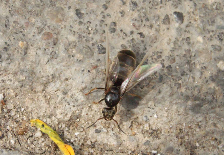 Нашествие крылатые муравьи. Нашествие муравьев с крыльями. Крылатые муравьи. Крылатые домашние муравьев. Крылатых муравьев