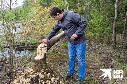 А это бобры постарались - их зубки ни с чем не спутаешь.