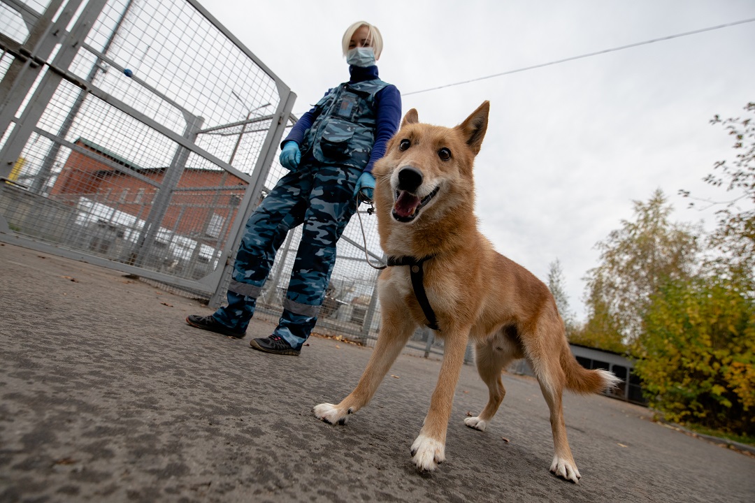 Дрессировка собак в Иркутске: собаки тоже несут службу