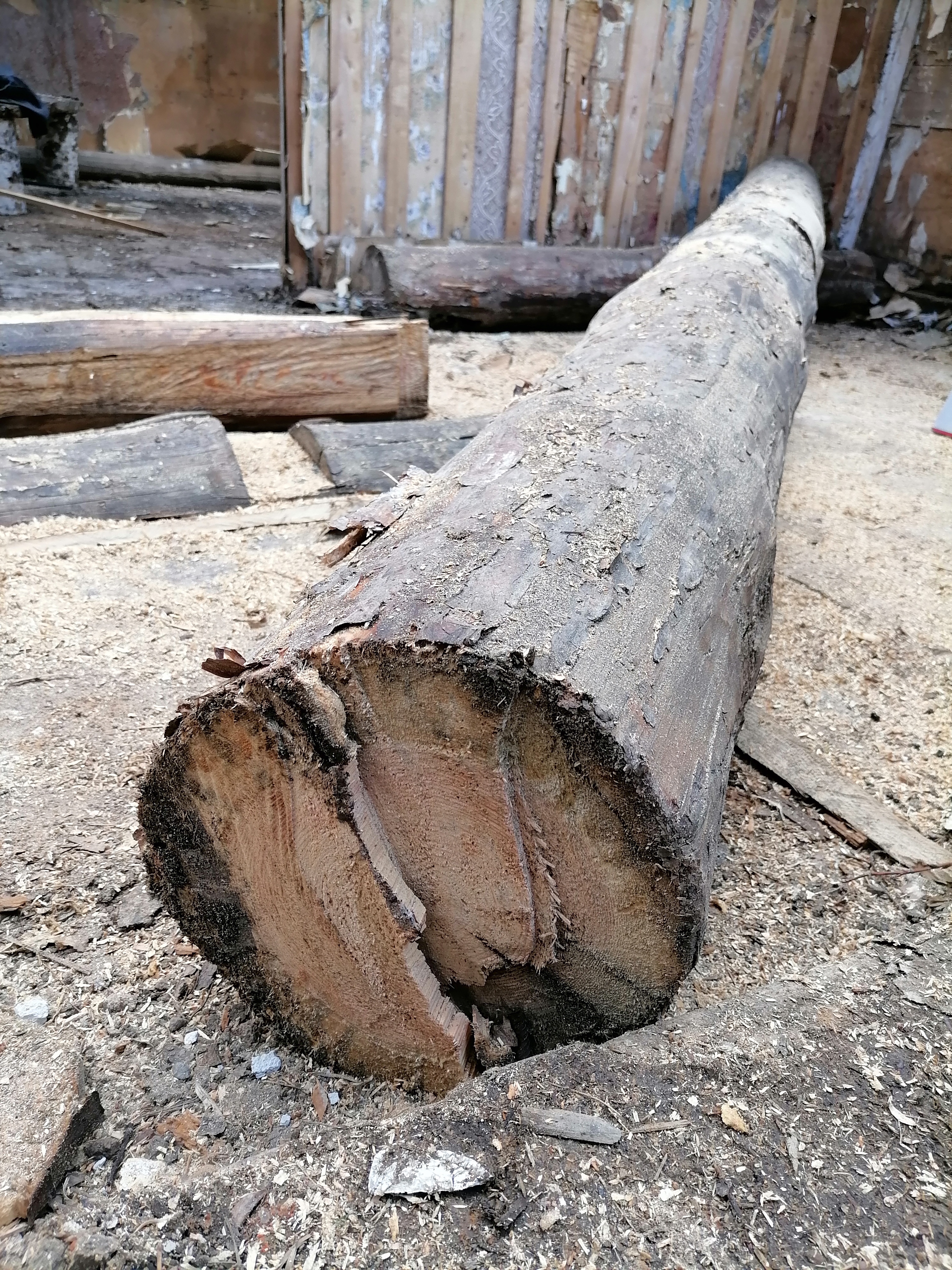 Сосна очень прочная: то ли привезена откуда-то, то ли лес раньше был здоровее.