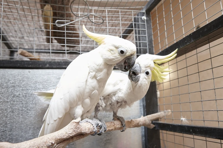 Пиздадағы бұрағыш