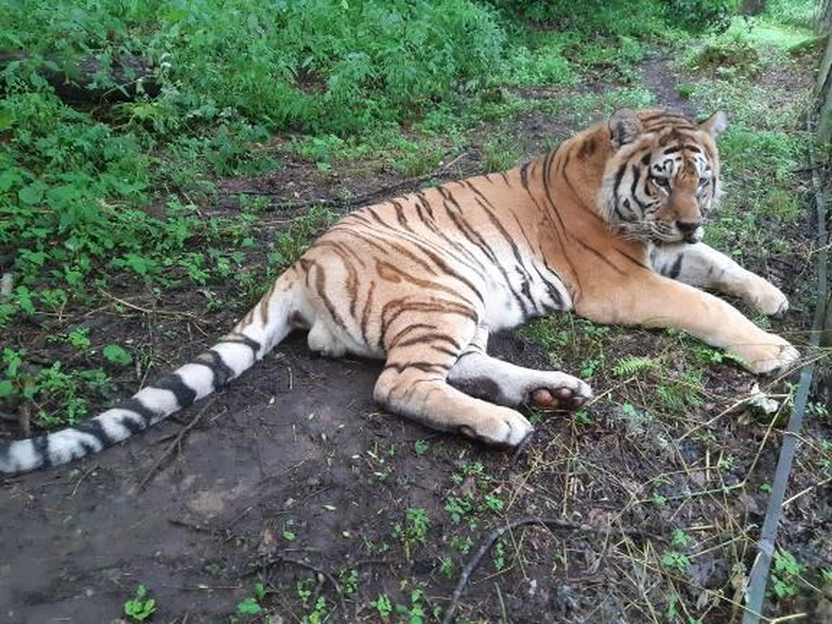 Сегодня Жорик выглядит вот так: упитанный тигр со светлеющими полосками и бархатной шерсткой