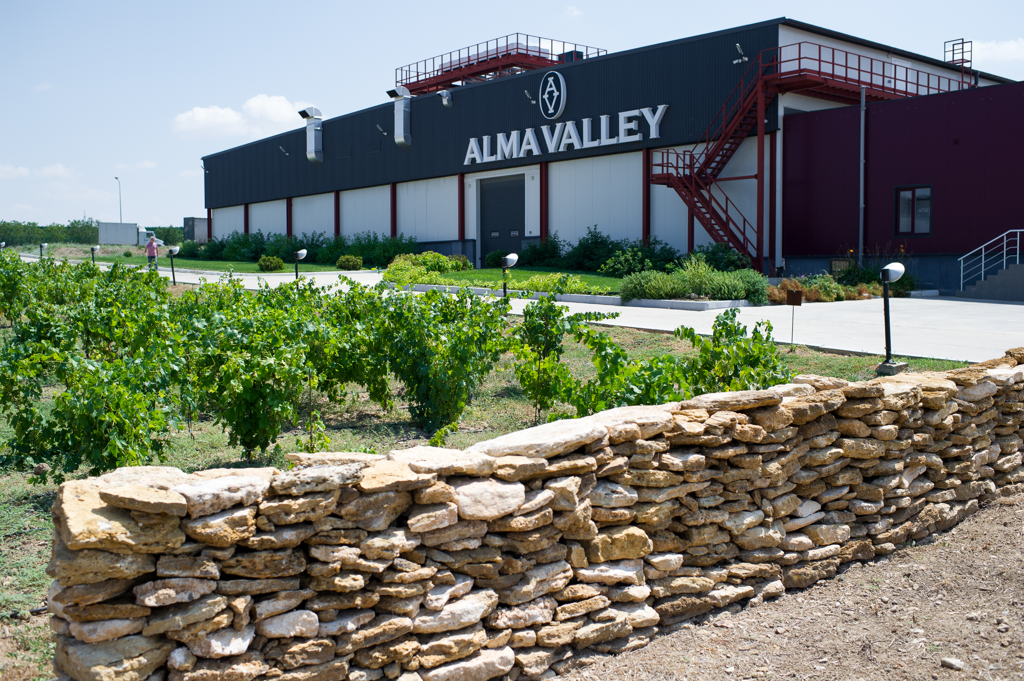 Специалисты восстанавливают редкие автохтонные сорта винограда