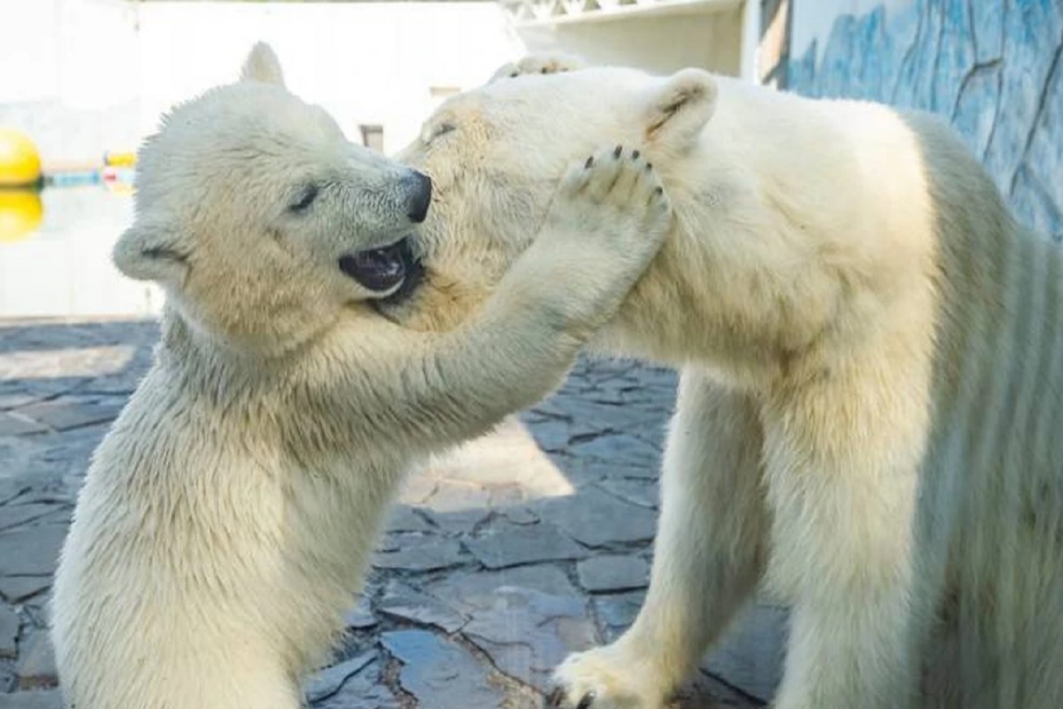 Фото: ростовский зоопарк