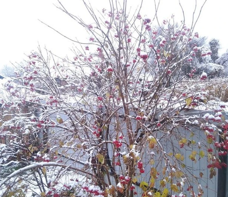 Снег выпал в Отрадненском районе. Фото: instagram.com/otradnaya_today