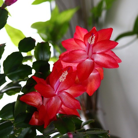 Decembristé. Foto: pixabay.com