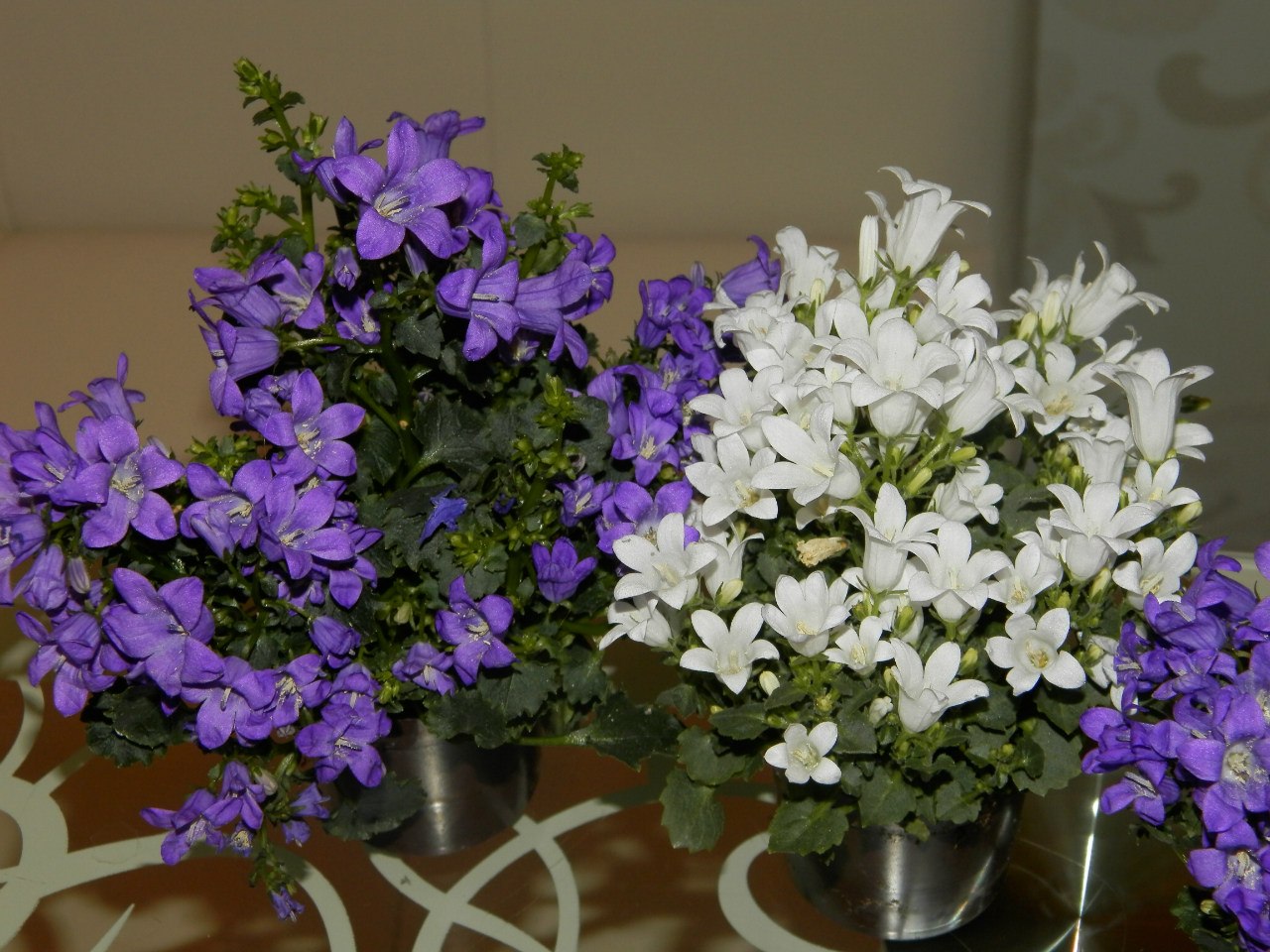 Campanula