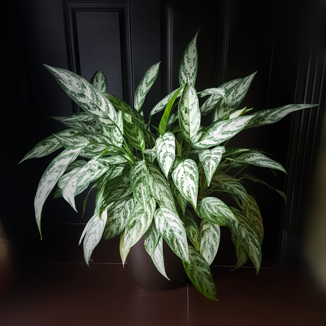 Aglaonema. Foto: https://vk.com/fialochkaok