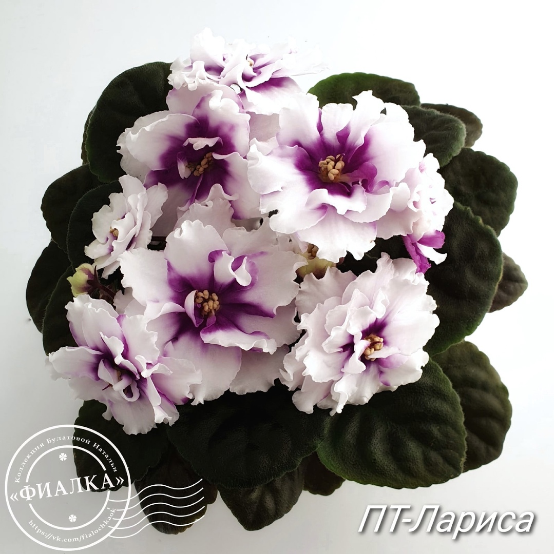 Odrůdová fialová. Foto: https://zen.yandex.ru/fialka